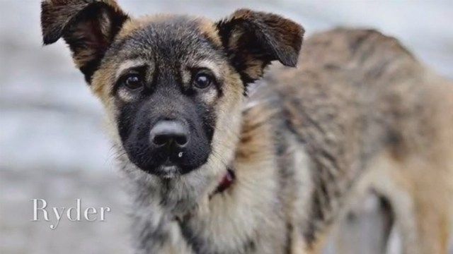 From Lebanon to Midland: Pets looking for their 'furever' homes