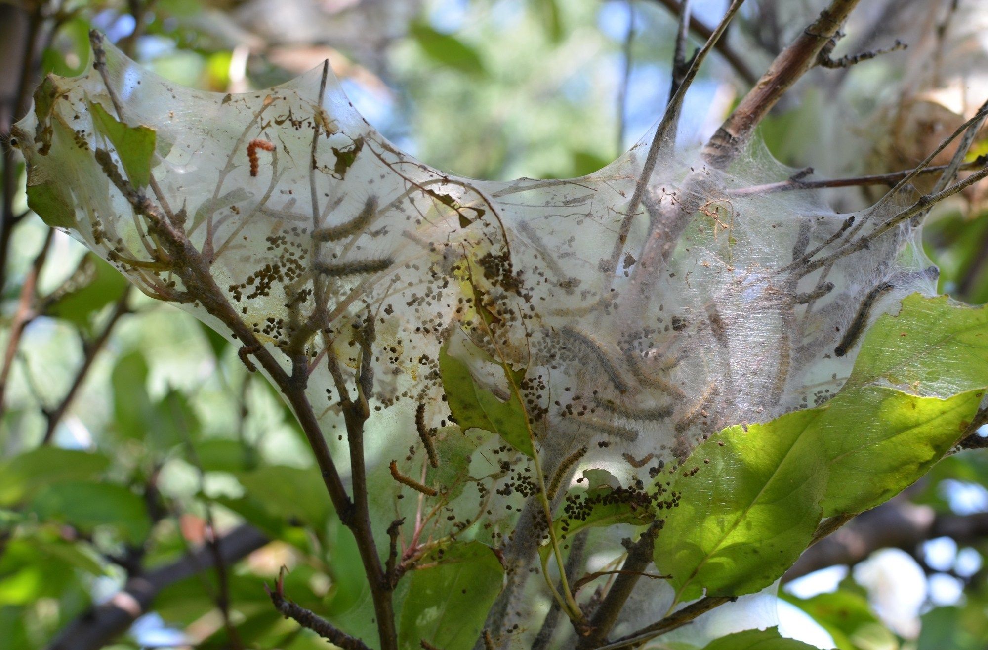Forest tent caterpillars ravaging northern Michigan trees WNEM TV 5