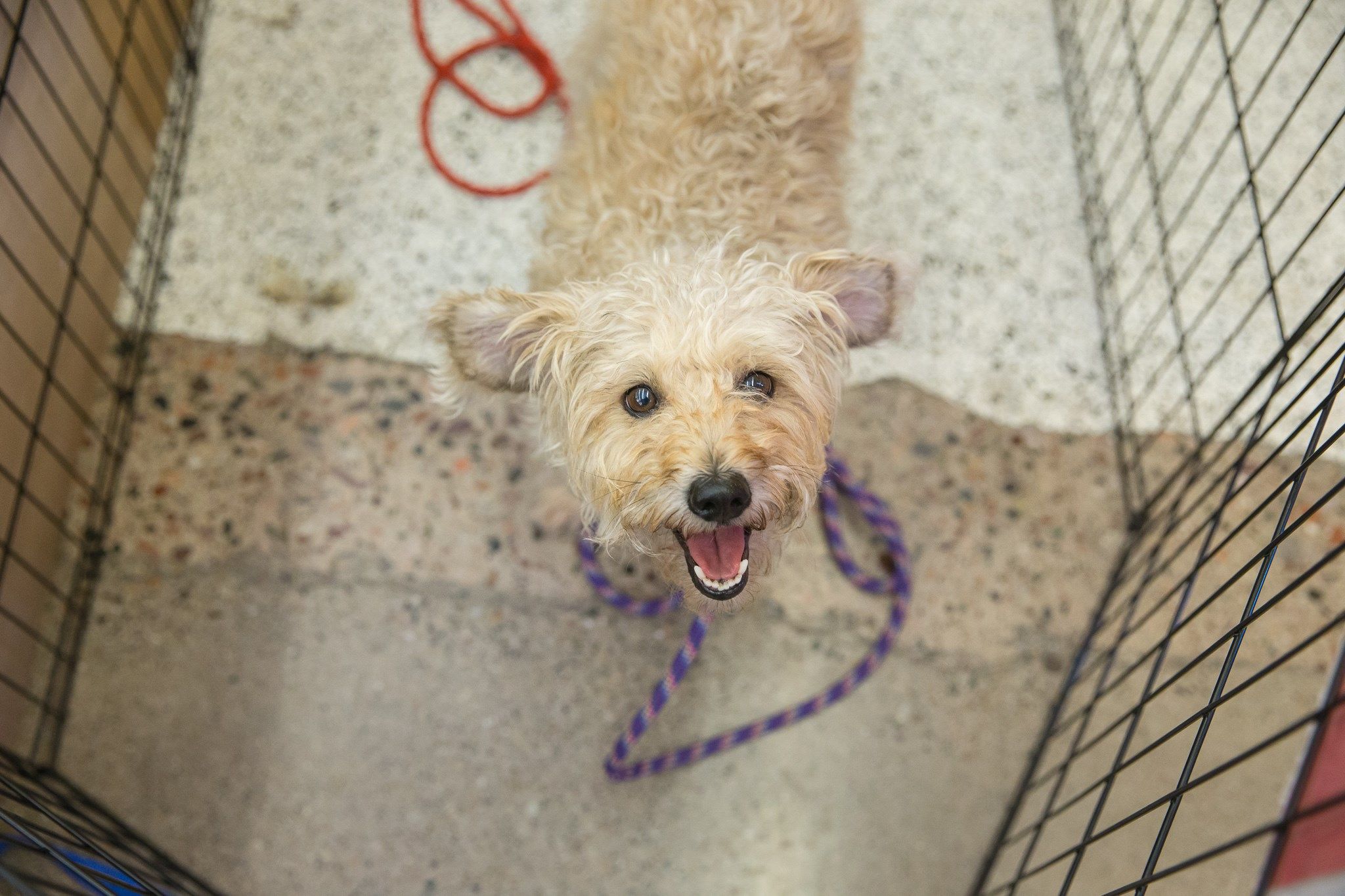 Hundreds of pets available for free adoption this weekend WNEM TV 5