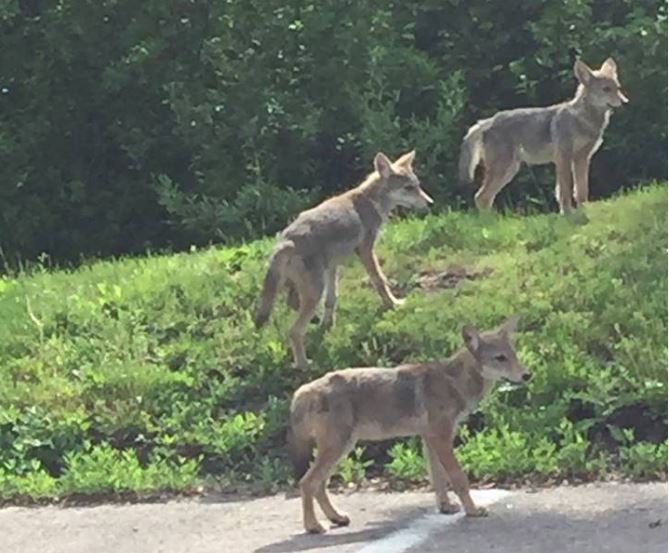 Photo of coyote pack in Michigan goes viral WNEM TV 5