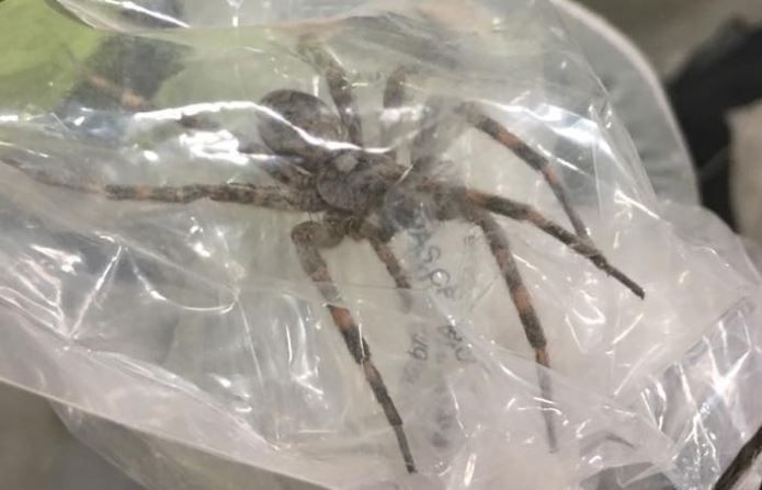 Massive spider found near Michigan border