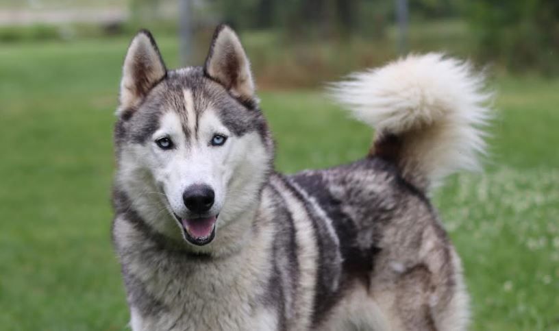 Woman caught on camera leaving husky at humane society