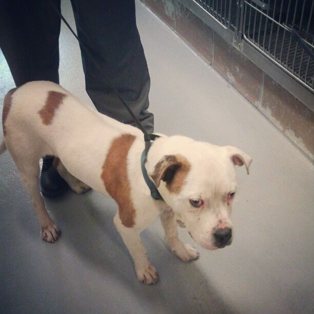This dog was used in the alleged dog fighting ring/Courtesy Tia Ewing